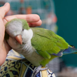 quaker parrot pricing