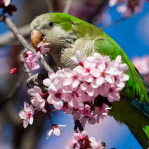 quaker parrots for sale near me