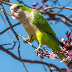 parakeet for sale