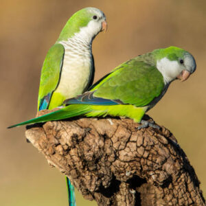 buy quaker parrot