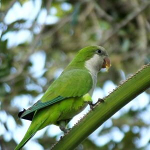 Parakeets for sale near me