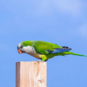 parakeets for sale
