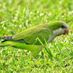 monk parakeet for sale