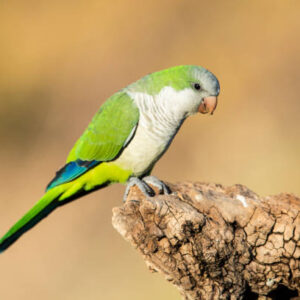 Quaker parrot for sale