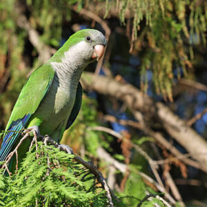 monk parakeet