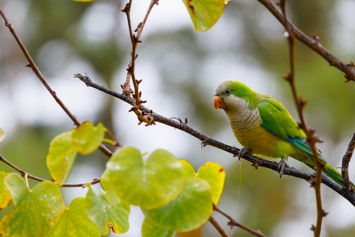 Understanding Quaker Parrot Behavior Patterns