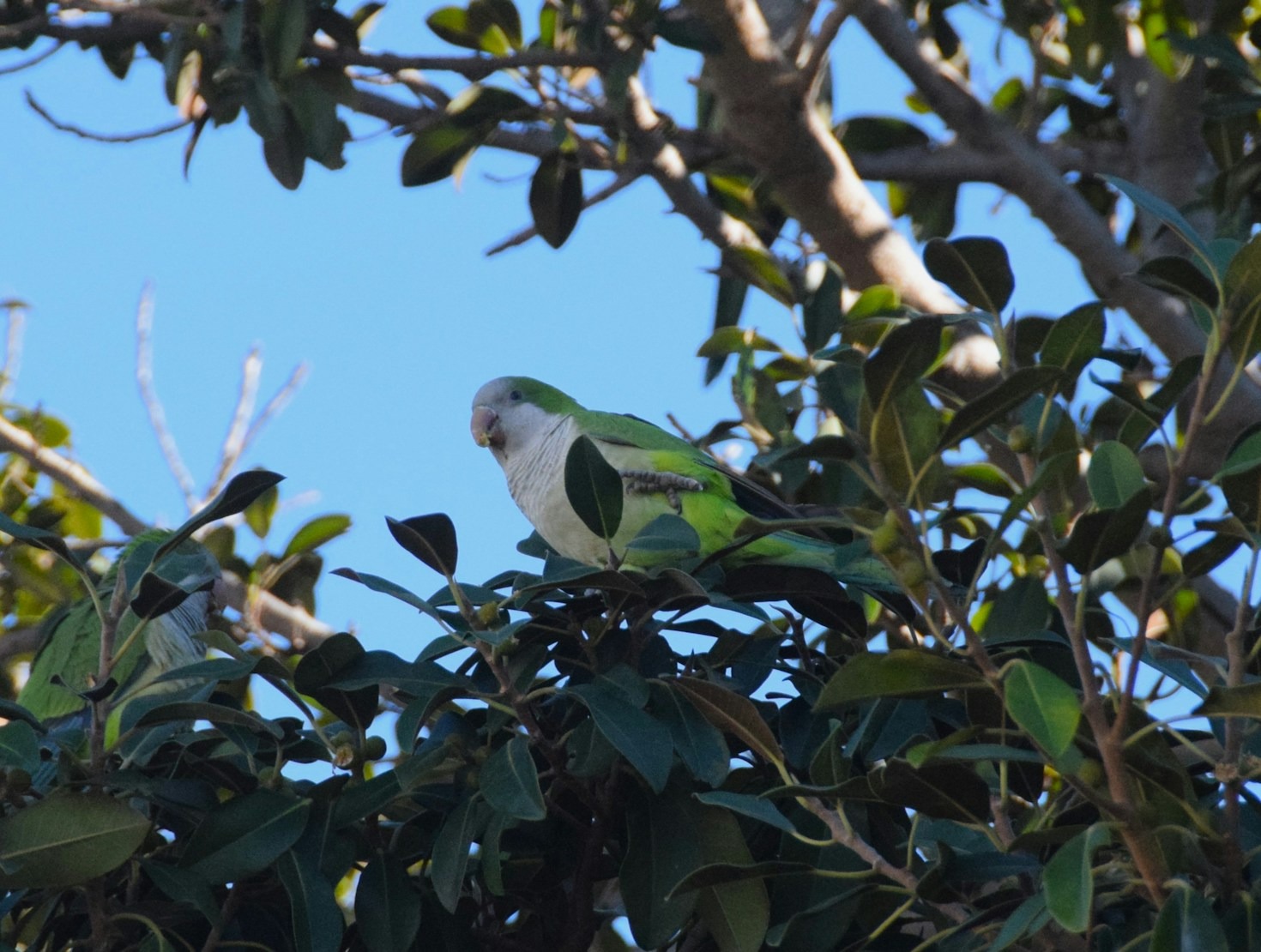 Nutrition Tips for a Healthy Quaker Parrot