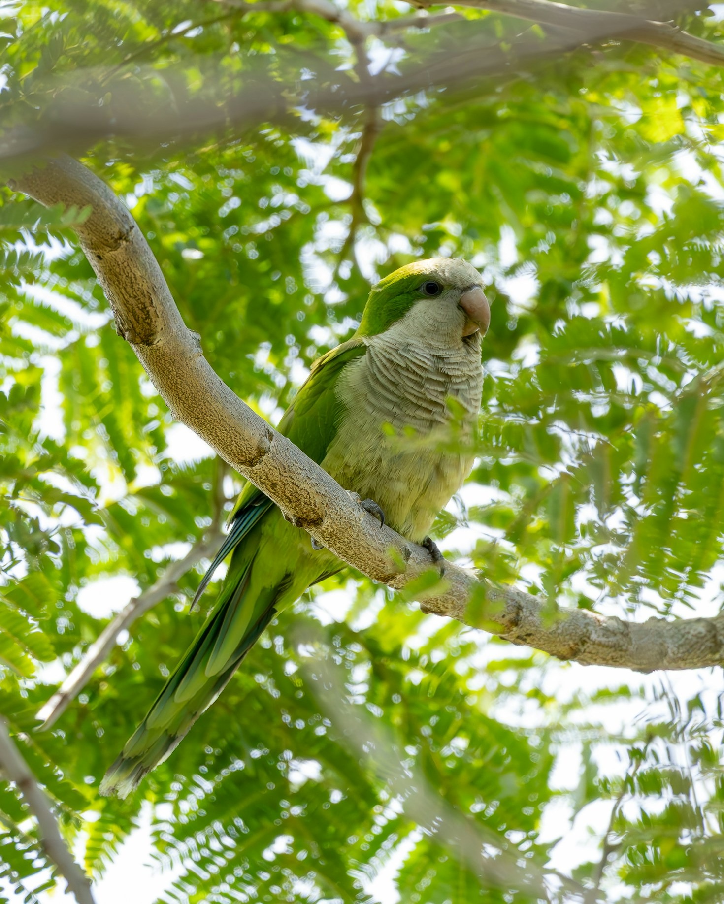 Creating the Perfect Environment for Quaker Parrots