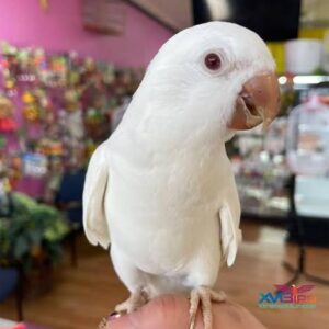 Albino Quaker Parrot for Sale