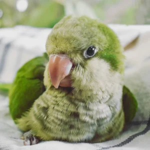 Baby Quaker Parrot for Sale