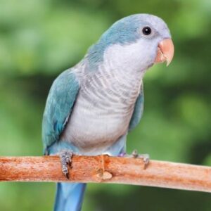 Blue Quaker Parrot for Sale