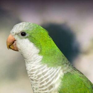 Cinnamon Quaker Parrot for Sale