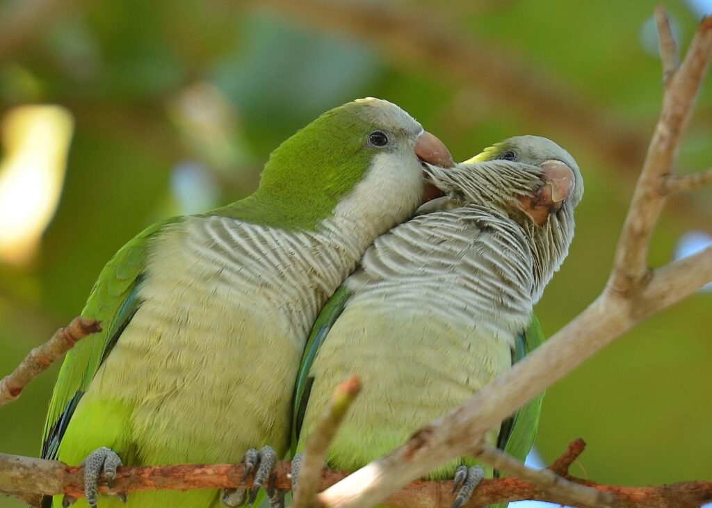 Green Quaker Parrot for Sale