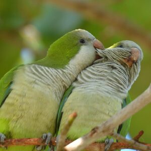 Green Quaker Parrot for Sale