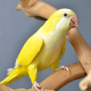 Lutino Quaker Parrot for Sale