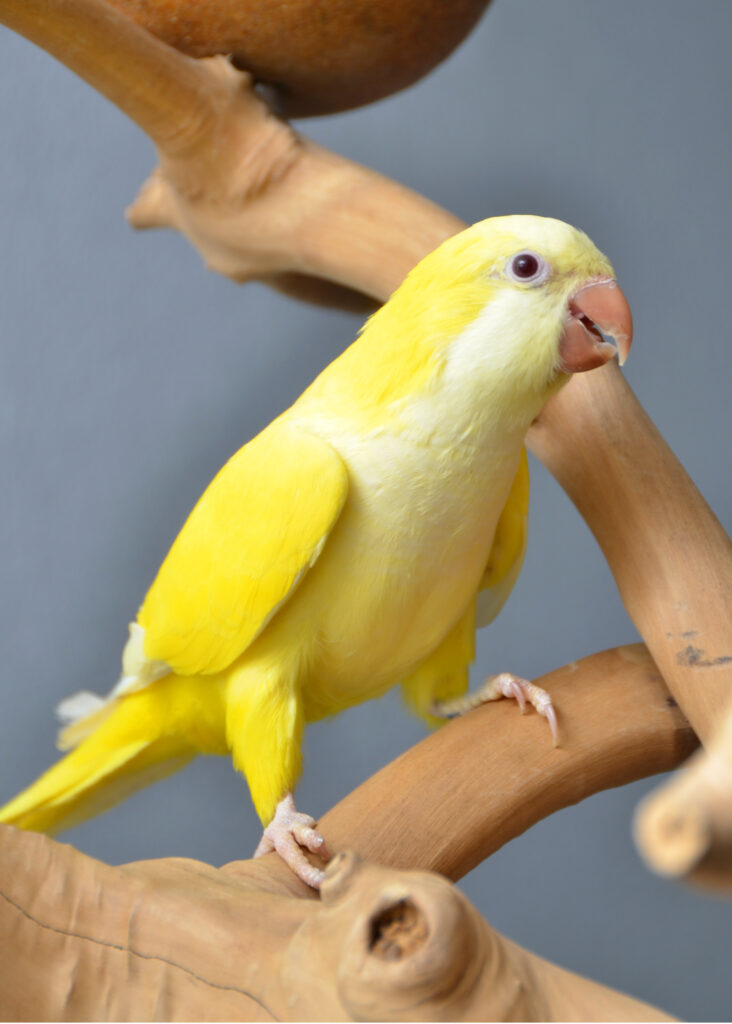 Lutino Quaker Parrot for Sale
