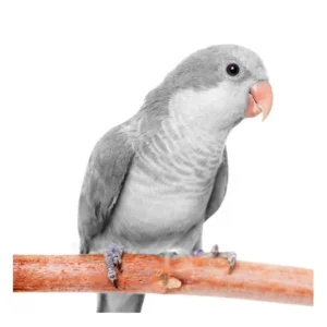 Opaline Quaker Parrot for Sale