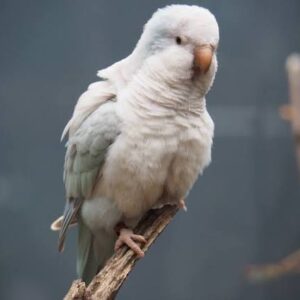 Pallid Quaker Parrot for Sale
