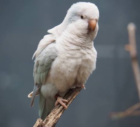 Pallid Quaker Parrot for Sale