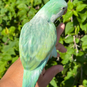 Turquoise Quaker Parrot for Sale