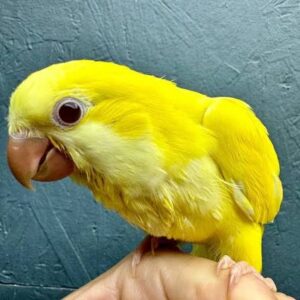Yellow Quaker Parrot for Sale